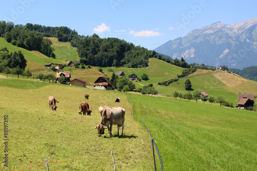 Cows in Alps pasture