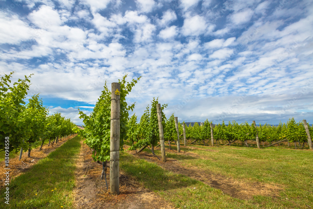 Vineyard in Tasmania