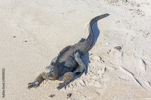 Marine Iguana Resting in the sand.