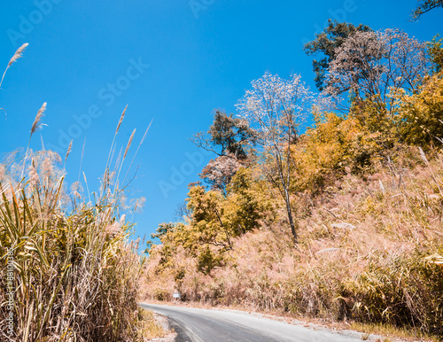 nature trails , Thailand  photo