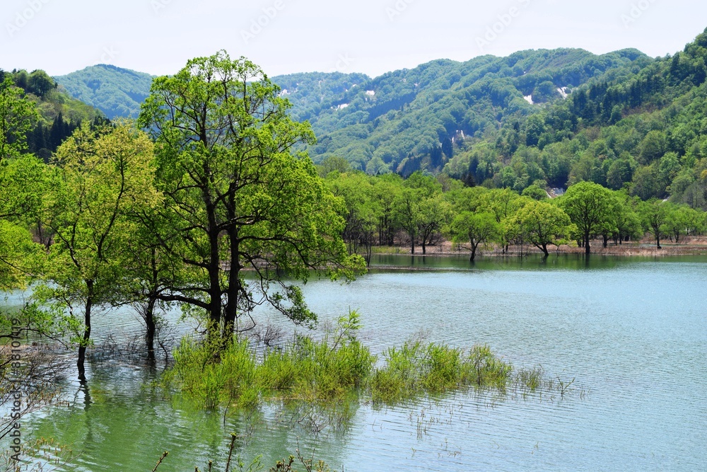 荒沢ダム（山形県鶴岡市）／荒沢ダムは朝日連峰・以東岳にその源を発し、日本海に注ぐ一級河川・赤川の上流に位置しています。総貯水容量は県内最大規模で、洪水調節及びかんがい用水、水力発電に貢献しています。このダムの建設により、荒沢集落42戸200余名の移転、水田、畑、山林等1.89平方キロメートルが水没しました。埋没林は独特の景観を創り出しています。