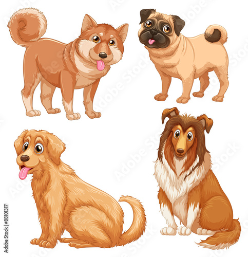 Animals
