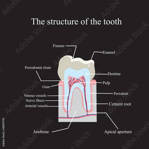 The anatomical structure of the tooth on a black background