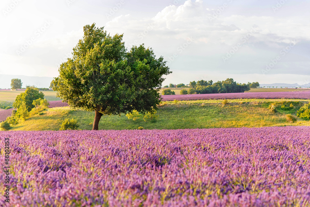 Lavender fields near Valensole in Provence, France on sunset Lavender fields near Valensole in Provence, France on sunset