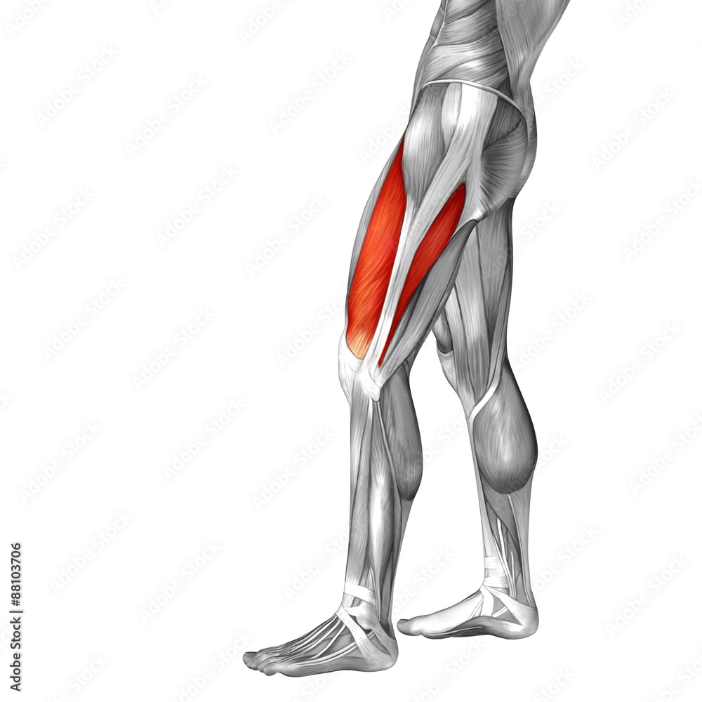 Conceptual 3D human front upper leg muscle anatomy Conceptual 3D human front upper leg muscle anatomy