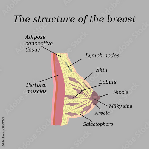 The anatomical structure of the breast. On a gray background