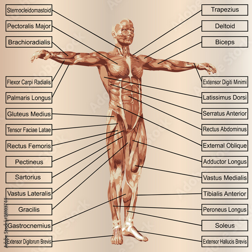 Obraz na plátně 3D human male anatomy with muscles and text