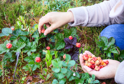 Female Caucasian hands gathering fresh cloudberries at forest swamp in north photo