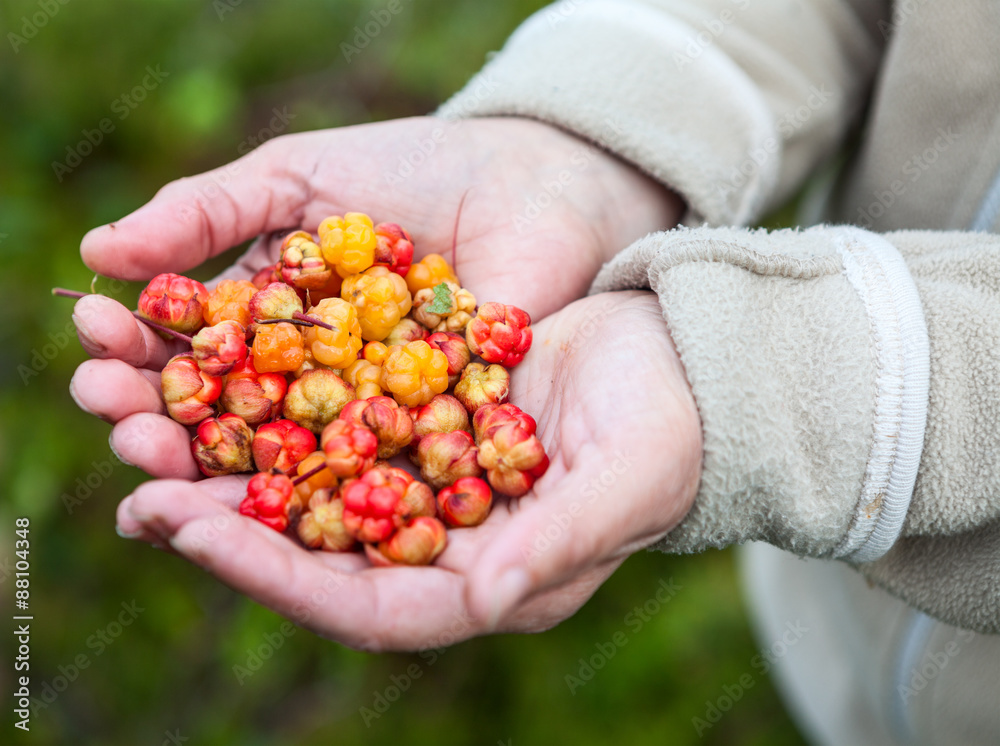 Cloudberries in handful of woman, close up view Cloudberries in handful of woman, close up view