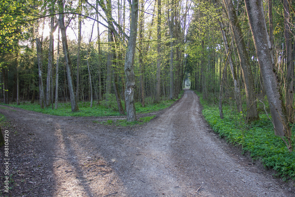 Fototapeta premium Waldwegkreuzung mit Pfeil auf Baum in Abendstimmung