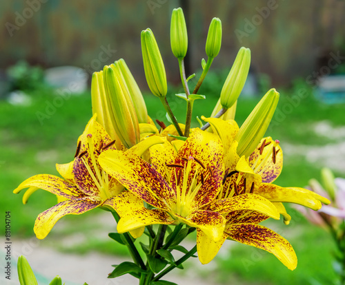 Yellow tiger lilies