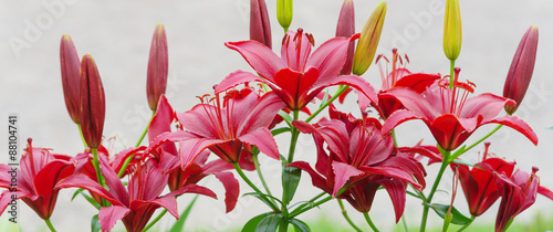 Red lilies outdoors