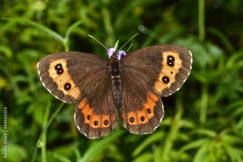 Alps, Ramsau, Bright-eyed Ringlet Alps, Ramsau, Bright-eyed Ringlet