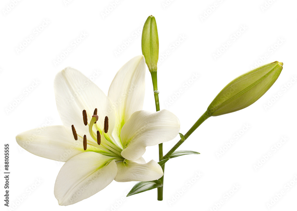 White lily flower head