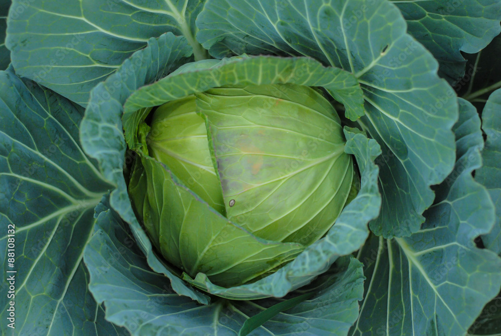 Obraz premium Cabbage head in vegetable garden