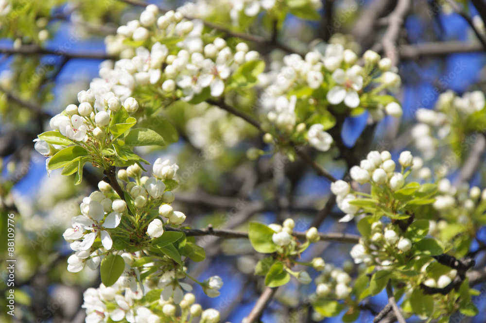 Pear Flowers Pear Flowers