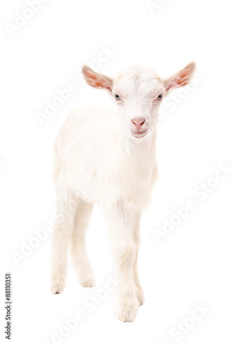 Portrait of a white goat  standing in full length