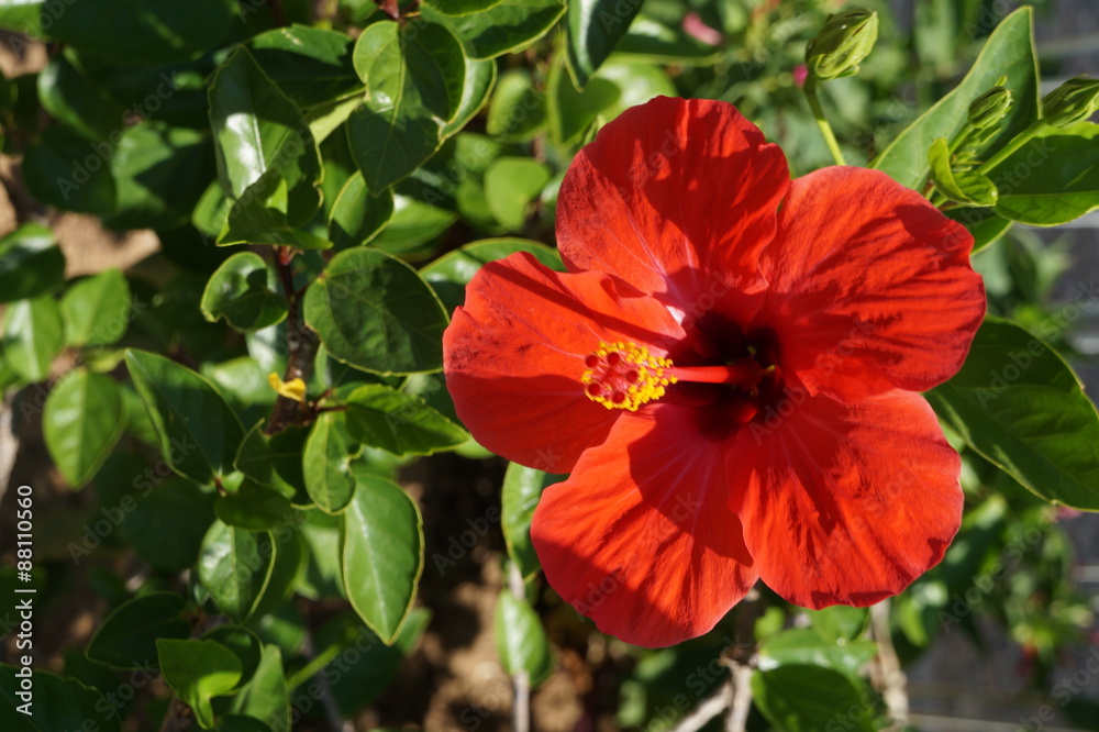 hibiscus hibiscus