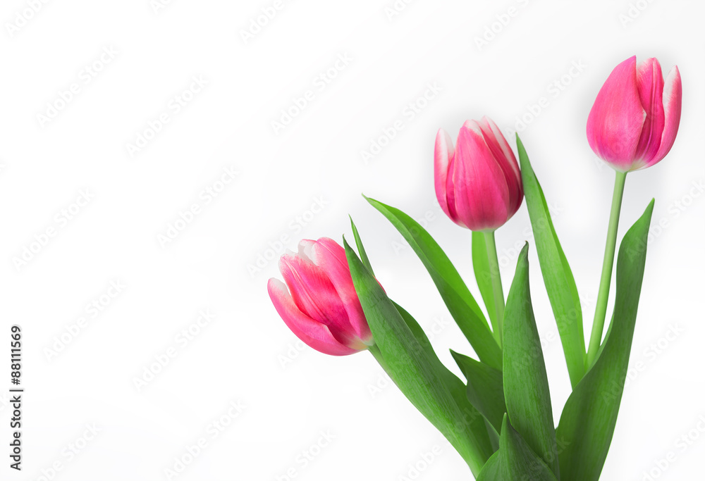 Bouquet of tulips on white background