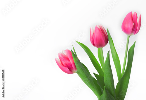 Bouquet of tulips on white background