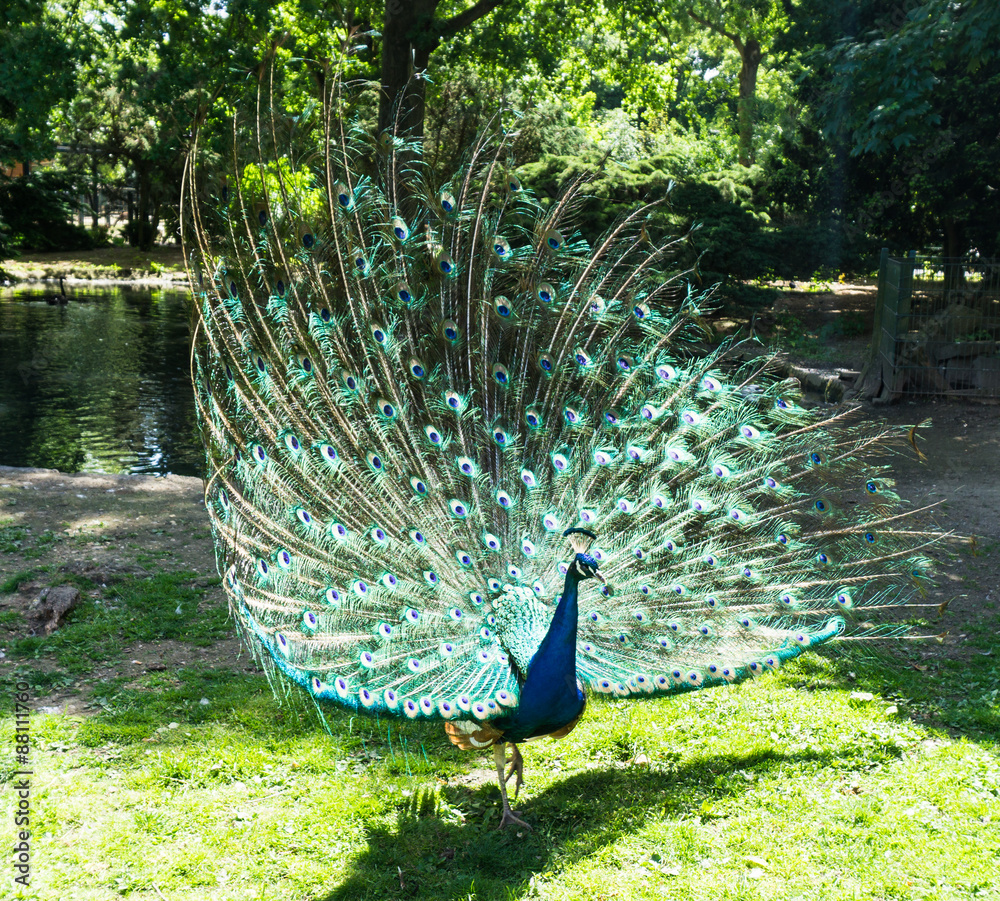 Obraz premium peacock