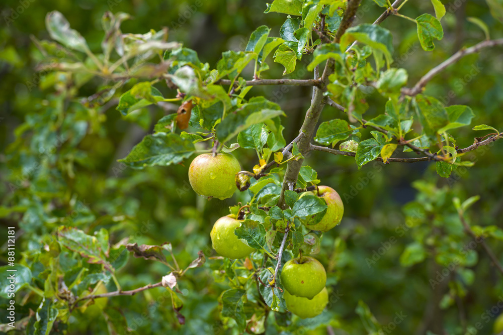 Apples hanging in a tree after rain in summer