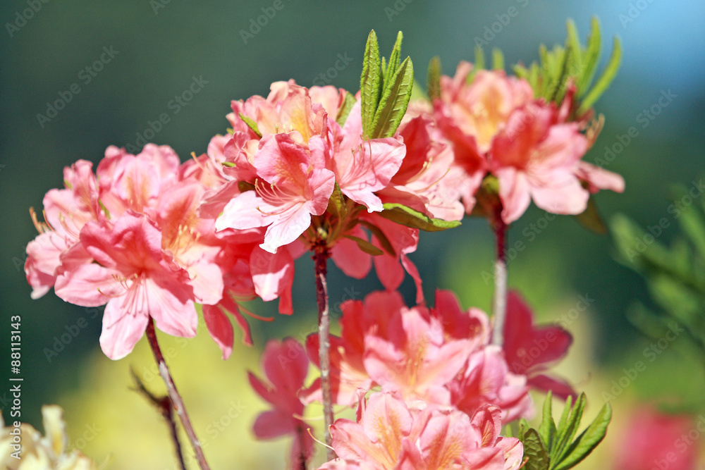 Fototapeta premium Куст с цветами