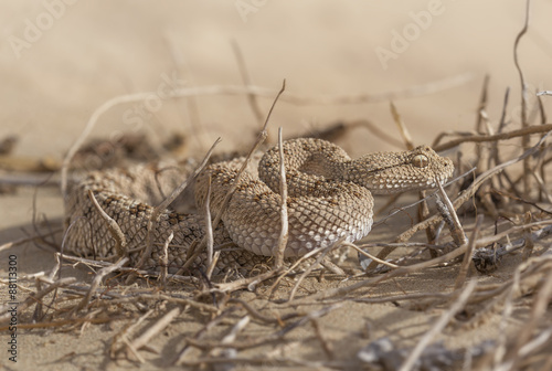 Portrait of an Arabian sand viper (Cerastes gasperettii) photo