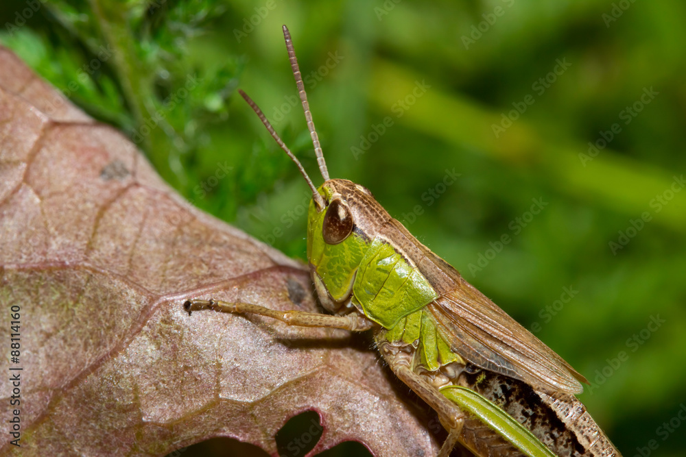 Insect macro grasshopper sits on a brown leaf ( selective focus) Insect macro grasshopper sits on a brown leaf ( selective focus)