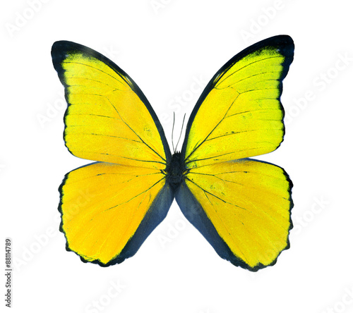 Morpho butterfly (Morpho didius), a yellow butterfly from South
