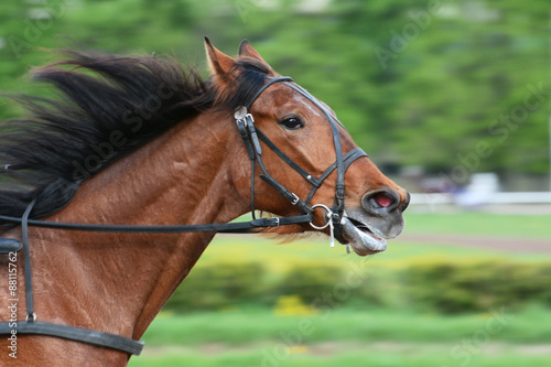 Portrait of bay trotter on the move on a green background © geptays