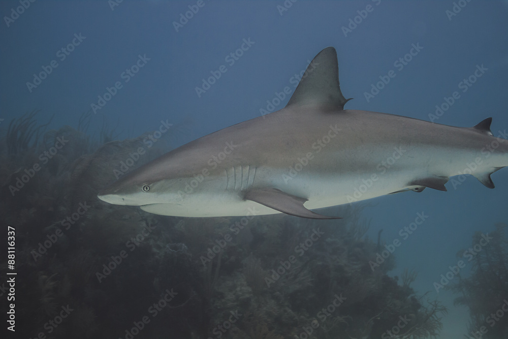 Carcharhinus perzii
