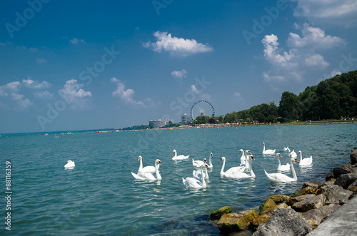 Swan flock on the Balaton lake in Siofok with Ferris wheel in th photo