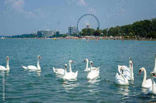 Swan flock on the Balaton lake in Siofok with Ferris wheel in th