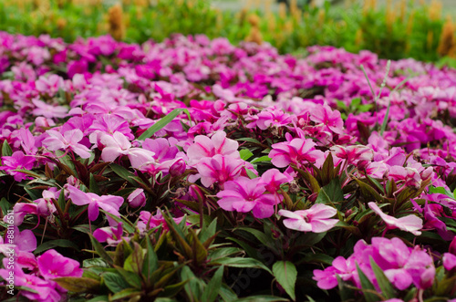 Fresh pink flowers of annual petunias blooming in a garden bed i