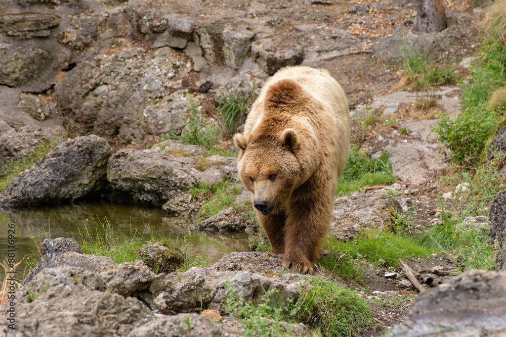 Fototapeta premium Large brown bear in nature