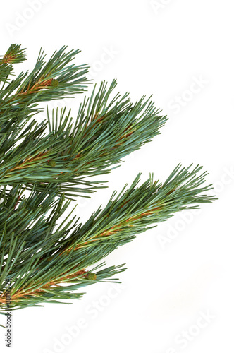 Isolated Christmas Tree branch isolated on a white background.