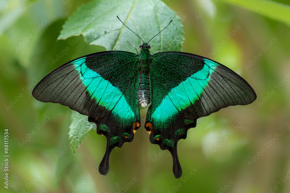 Butterfly emerald Butterfly emerald