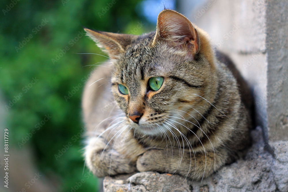 Серая полосатая кошка в летнем саду