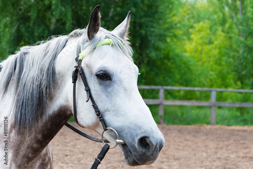 Portrait of a horse