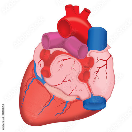 Human Heart, anterior view