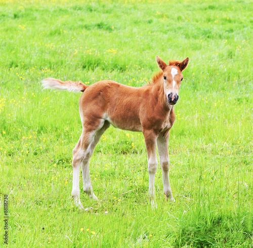 The little foal in the meadow
