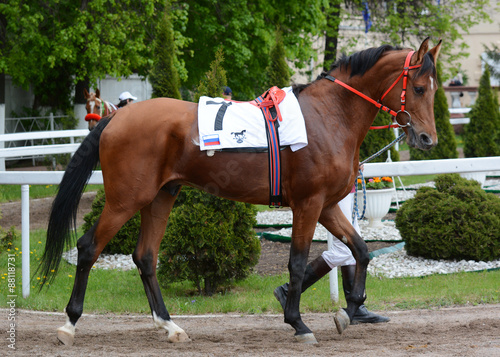 Fototapeta Naklejka Na Ścianę i Meble -  Arabian bay stallion in the paddock before a race