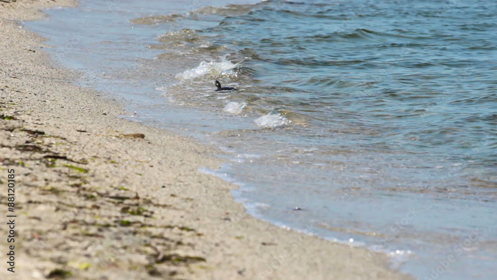 Turtle swims in the sea, Sea turtle, Video clip Turtle swims in the sea, Sea turtle, Video clip