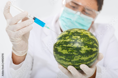 Scientist genetically modifying food. Watermelon photo