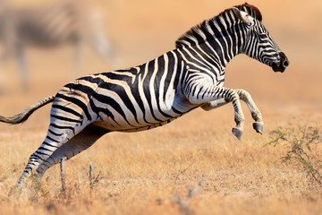 Fototapete Zebra Springendes Zebra in voller Bewegung  © Mari