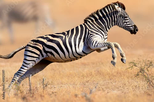 Obraz Zebra bieganie i skakanie