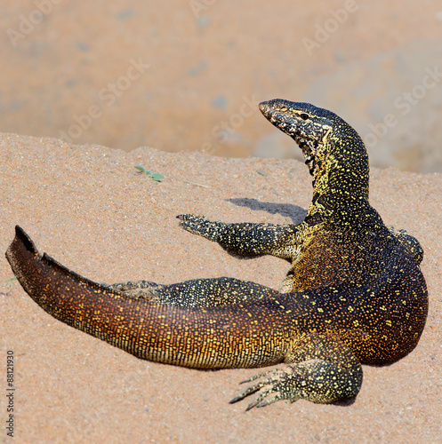 Nile or Water monitor