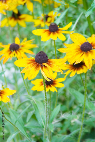 Black-Eyed Susans     Fresh flowers in the garden  black-eyed susans.