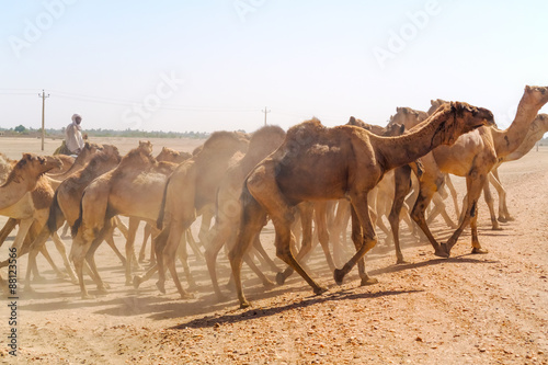 Herd of camels in Sudan